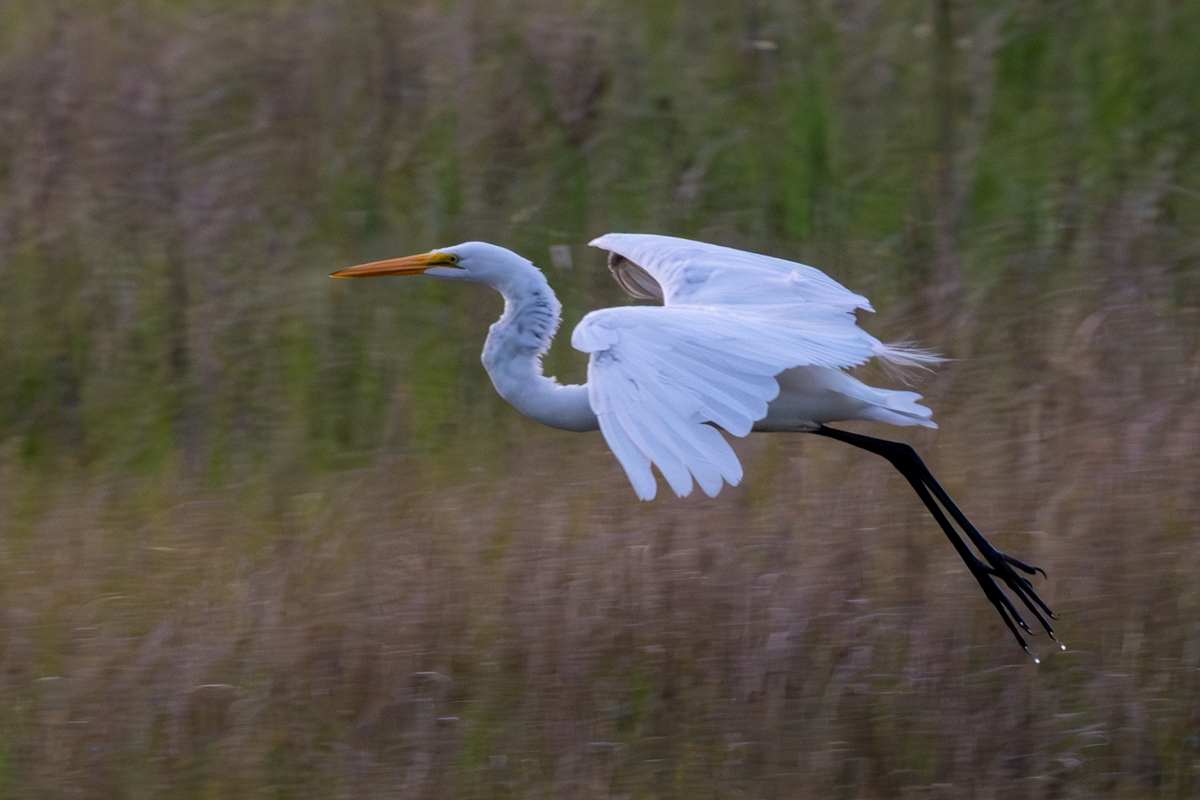 Roditski Gregory Gliding in AssignedSubject   Motion Photography 20251008